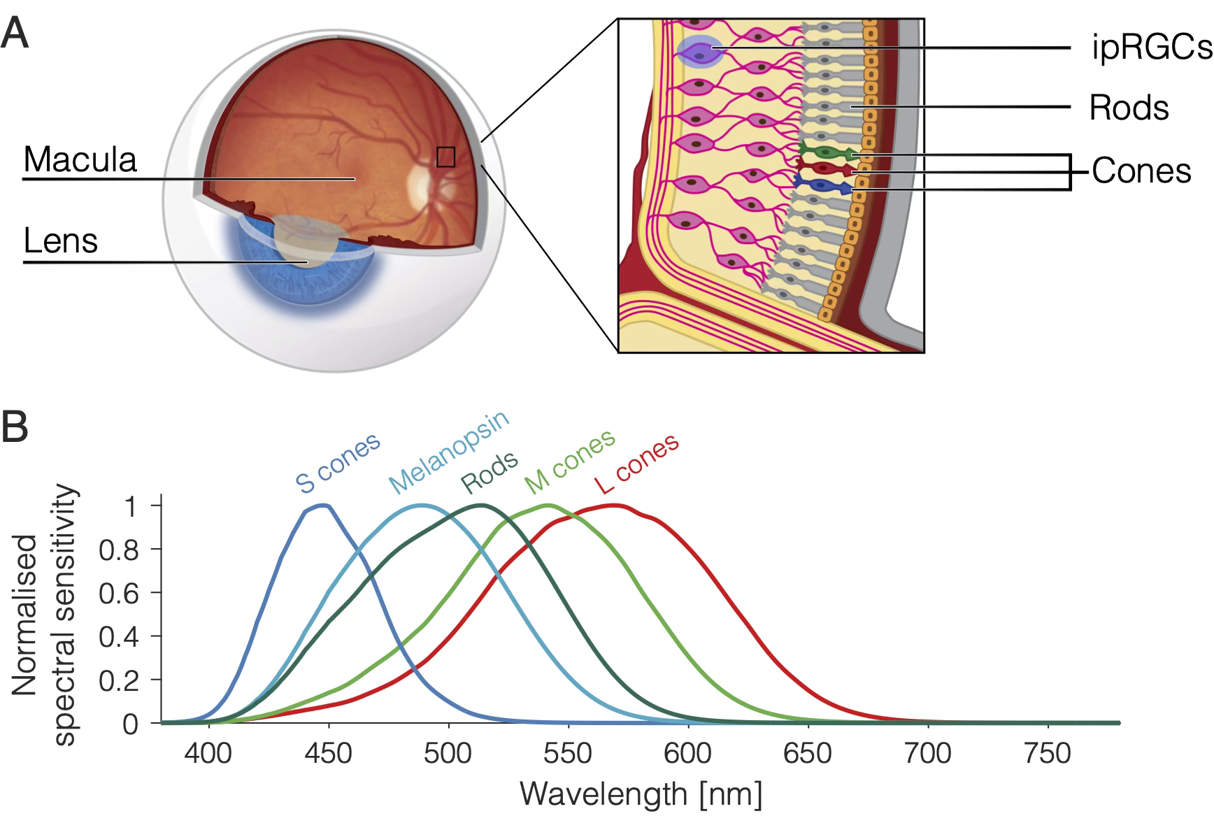 Eye, retina and photoreceptors.